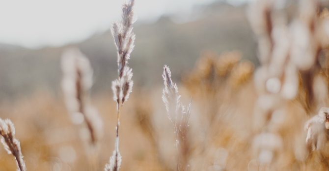 Holistic Counselling and Psychotherapy