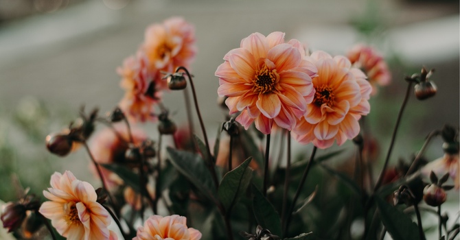 Counselling and Wellness