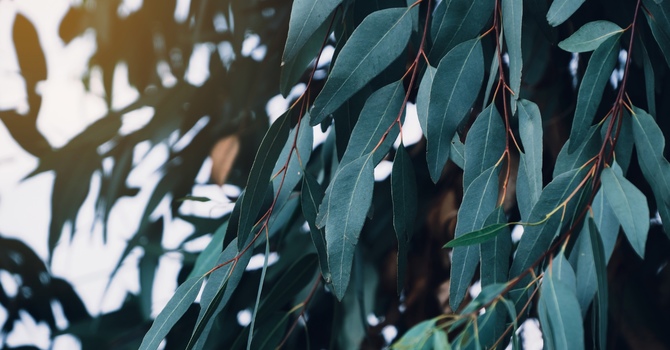 Counselling and Wellness