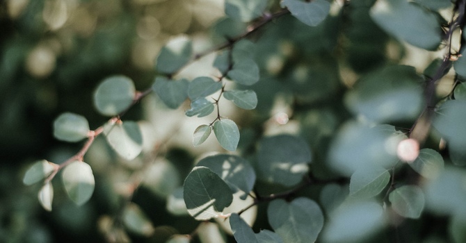 Counselling and Wellness